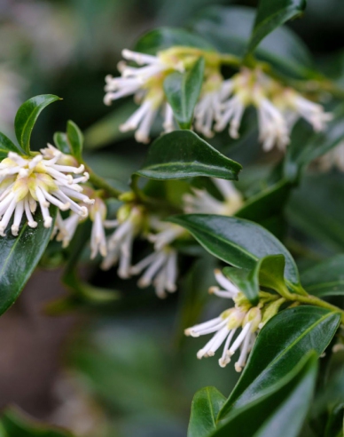 Sarkokoka ´Confusa´