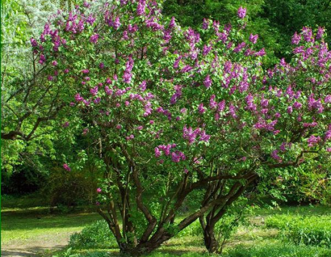 Orgován obyčajný ´Aucubaefolia´