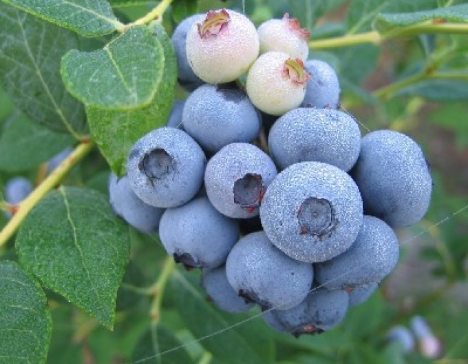 Čučoriedka kanadská ´Blueray´