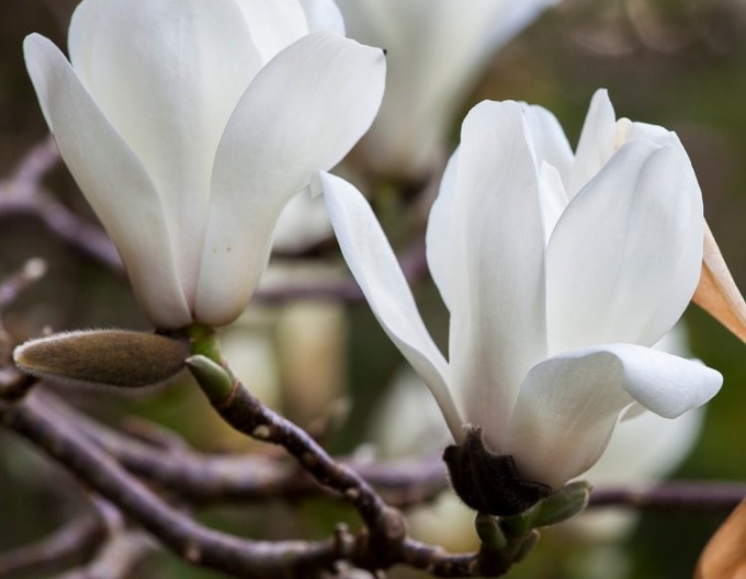Magnólia ´White Triumph´