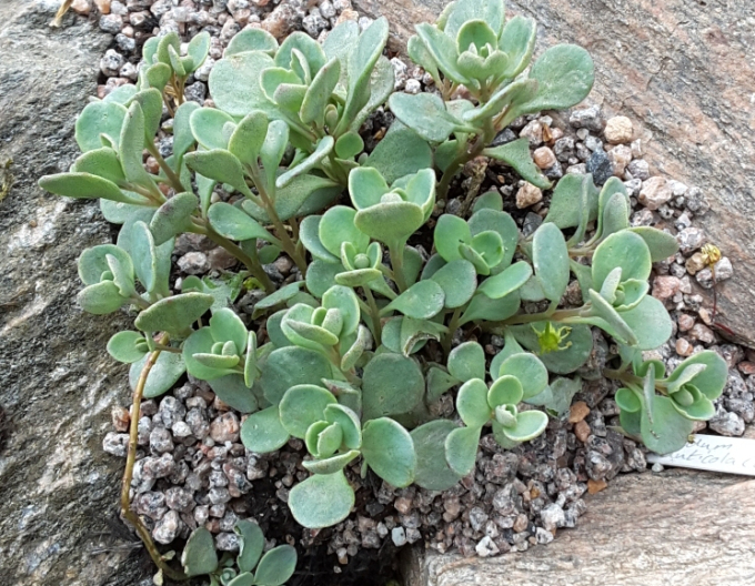 Rozchodník ´Cauticola´