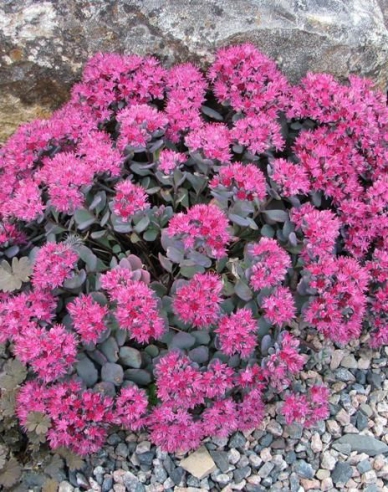 Rozchodník ´Cauticola´