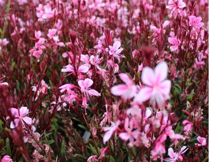 Gaura ´Passionate Blush´