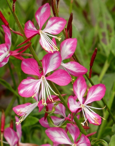 Gaura ´Rosy Jane´