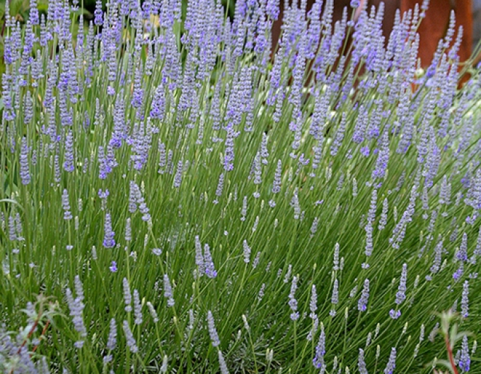 Levanduľa "Provence"