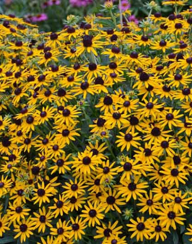 Rudbekia ´Forever Gold´