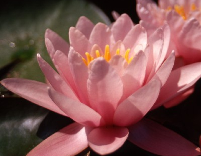 Lekno ´Rose Magnolia´