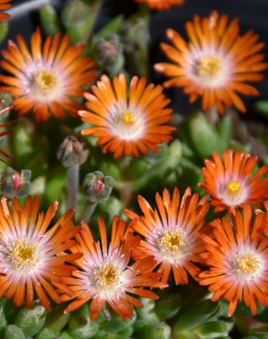 Delosperma Ice Cream Orange