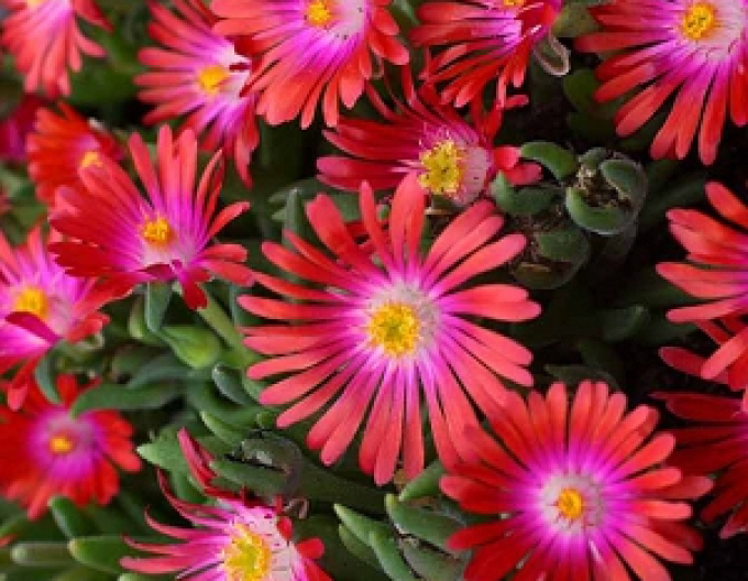 Delosperma ’Jewel of Desert Ruby´