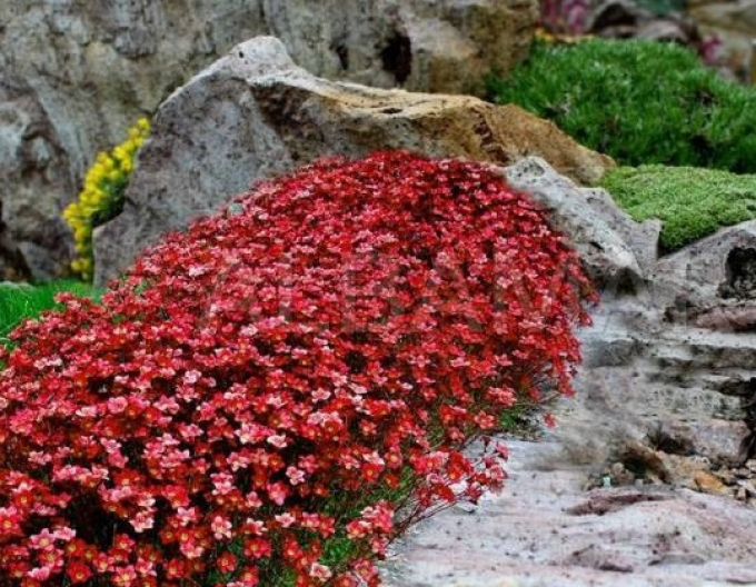 Lomikameň "Rockies Red"