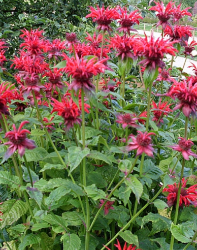 Monarda ´Cambridge Scarlet´