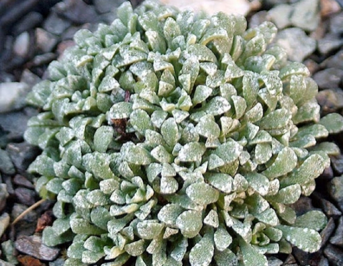 Lomikameň metlinatý-vždyzelený ´Minutifolia´