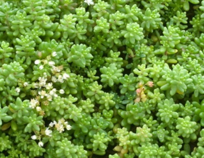 Rozchodník biely ´Laconicum´