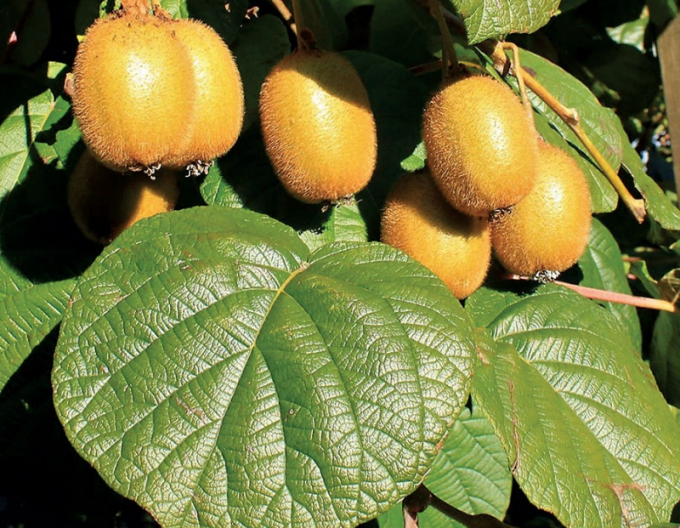 Kiwi samoopelivé ´Jenny´