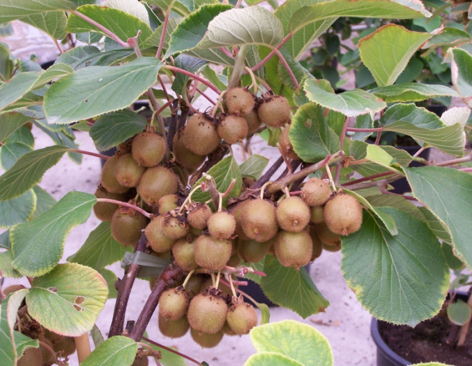 Kiwi samoopelivé ´Boskoop´
