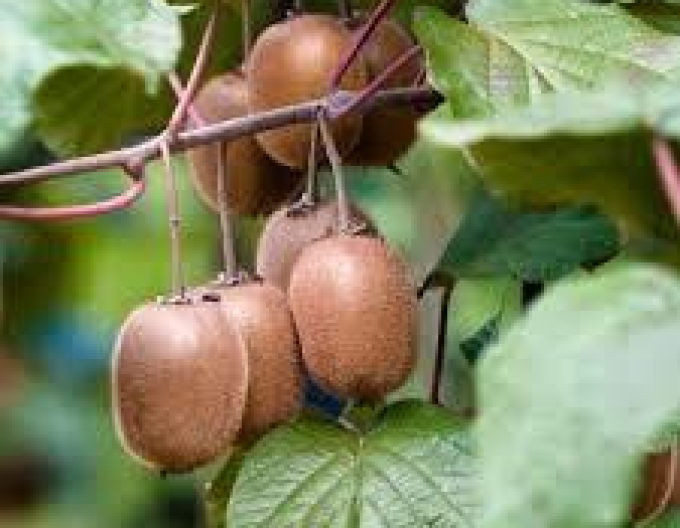Kiwi ´Atlas´ Samec