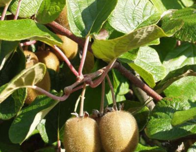 Kiwi ´Hayward´ samica