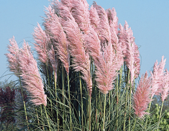 Pampová tráva - Kortadéria ružová ´Rose Plume´