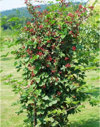 Černica ´NAVAHO´ , kont. 5l