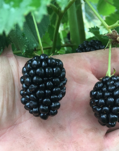 Černica ´NAVAHO´ , kont. 5l