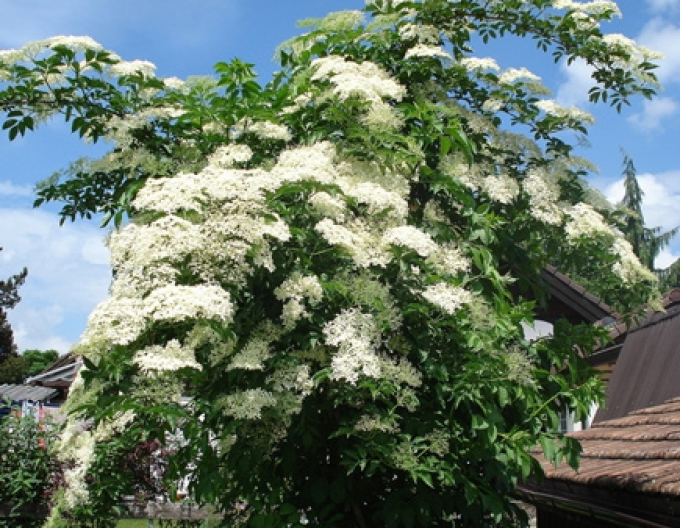 Baza čierna ´Haschberg´