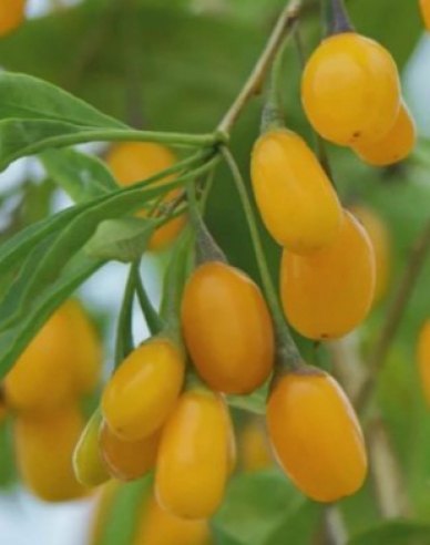 Kustovnica čínska ´Goji Golden´