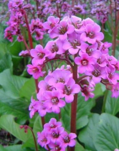 Bergenia