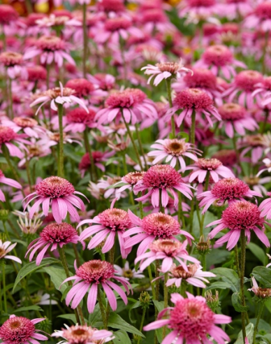 Echinacea ´Pink Double Delight´