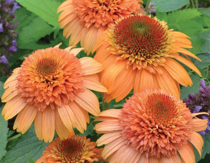 Echinacea ´Supreme Cantaloupe´