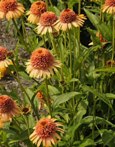 Echinacea ´Supreme Cantaloupe´