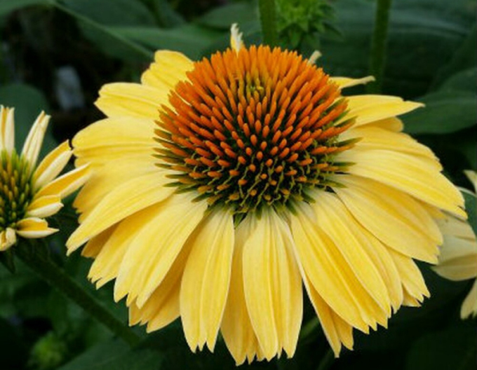 Echinacea ´Aloha´