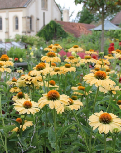 Echinacea ´Aloha´