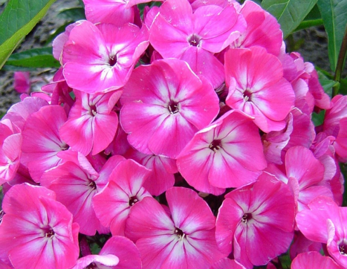 Flox metlinatý Flame  ’Light Pink’