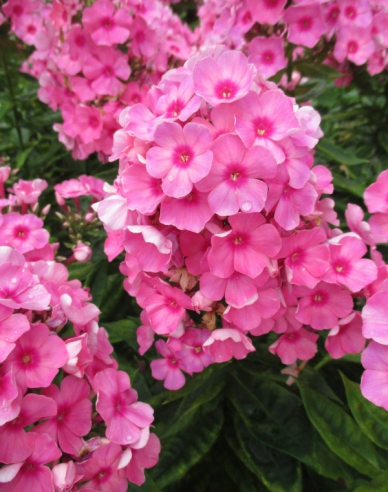 Flox metlinatý Flame  ’Light Pink’