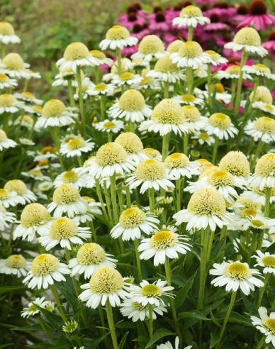 Echinacea ´Delicious Nougat´