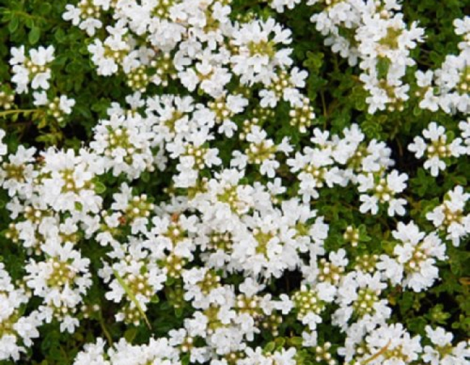 Materina dúška včasná ’Albiflorus’