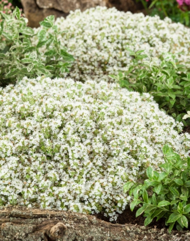 Materina dúška včasná ’Albiflorus’