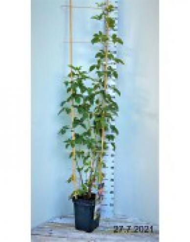 Černica ´NAVAHO´ , kont. 5l