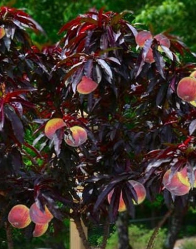 Broskyňa zakrslá Mini ´HONEY RED´, podp. Semenáč, voľnok.