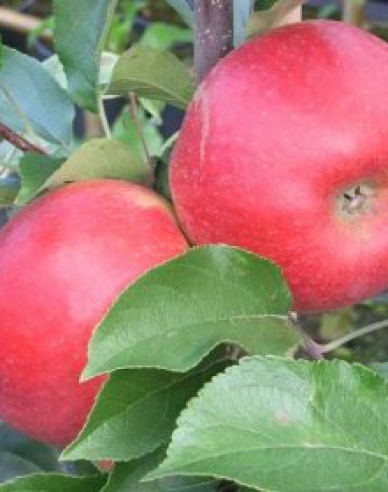 Jabloň zakrslá ´Pidi´ jesenná