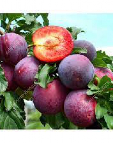 Slivka sibírska ´Kometa´,podp. Myrobalán voľnok.