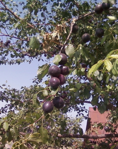 Slivka japonská kríženec ´Plumcot´