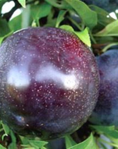 Slivka japonská ´Black Sun´, podp. Myrobalán, voľnok.