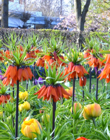 Fritillara ´Rubra Maxima´ - Korunkovka kráľovská červená