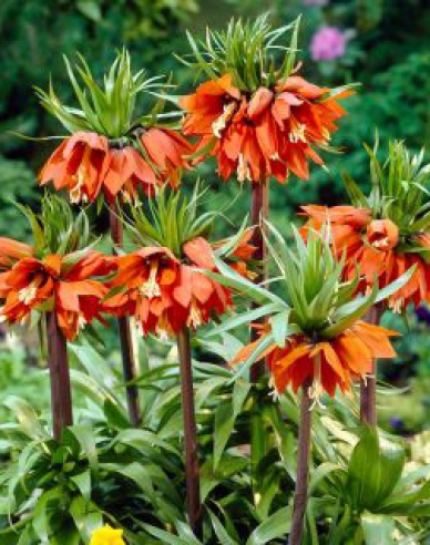 Fritillara ´Aurora´ - Korunkovka kráľovská ´Aurora´