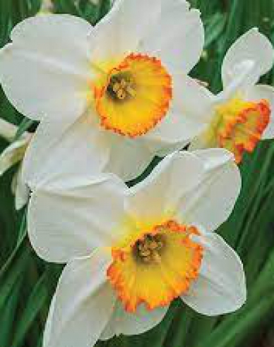 Narcis ´Flower Record´