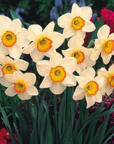 Narcis ´Flower Record´