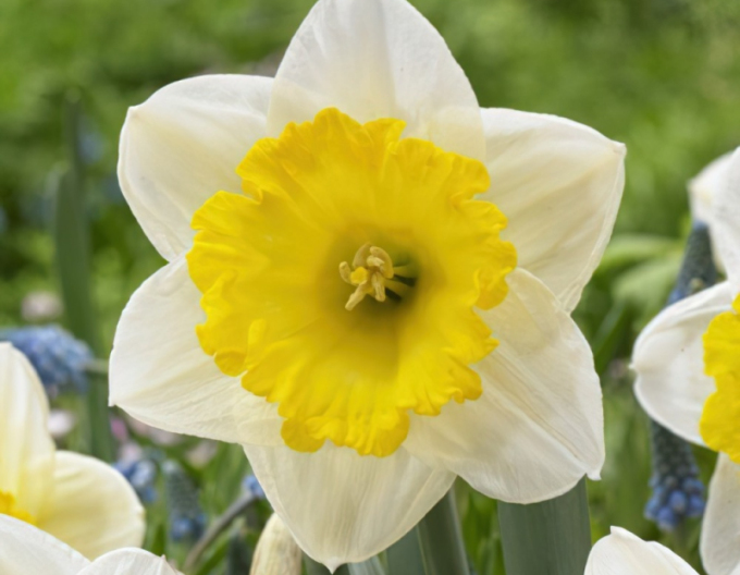 Narcis ´Ice Follies´