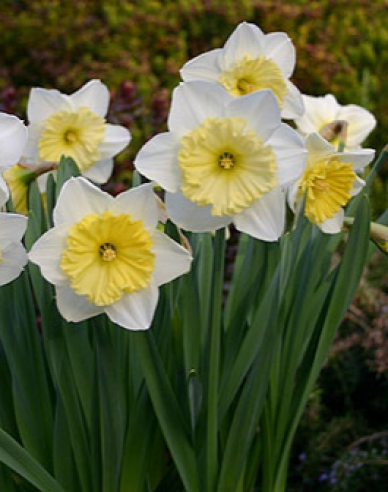 Narcis ´Ice Follies´