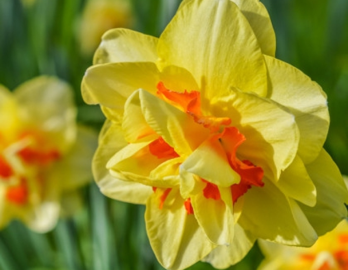 Narcis ´Tahiti´